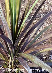 Cordyline australis 'Olive'